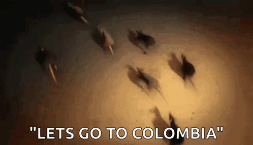 Horses Running in a Circle Saying Lets Go to Colombia