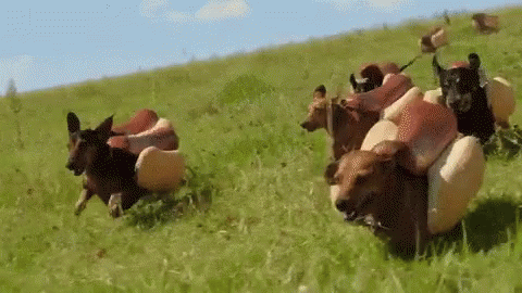 Hot Dog Face Weiner Running Field GIF