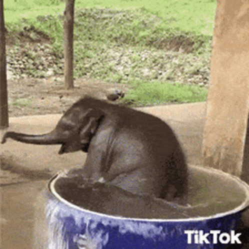 Hot Outside Baby Elephant Swimming In Tub GIF