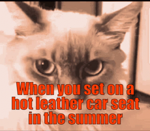 Hot Outside Cat Sitting On Leather Meme GIF