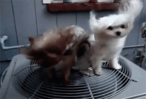 Hot Outside Fluffy Pups Windy Fan GIF