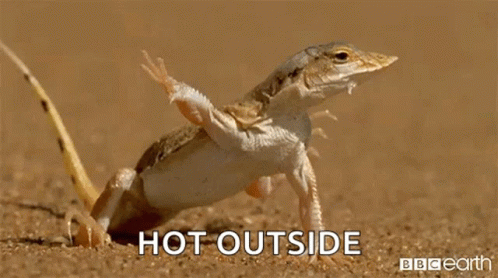Hot Outside Lizard Crawling On Hot Sand GIF
