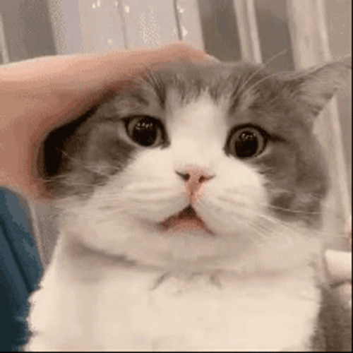Hot Potato GIF
