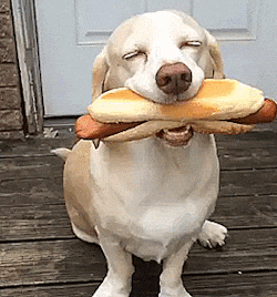 Hotdog Bun Happy Dog Sandwich Day GIF