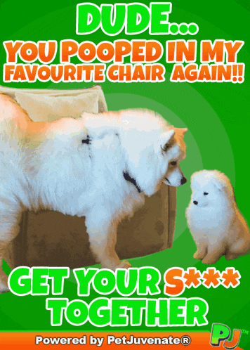 House Break Train Obedience School Boot Camp Dog Puppy Petjuvenate Funny Cute Dog Puppy Poop Pooped Dog Training Destroyed House Gif GIF