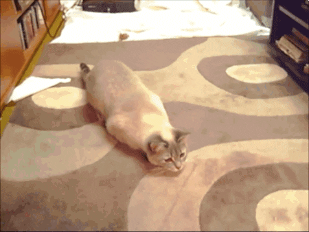 House Cat Shaking On Carpet GIF