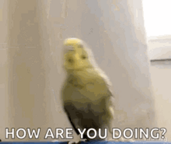 How Are You Doing Funny Birds GIF