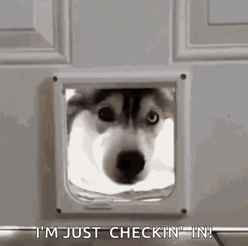 How Are You Doing Husky Dog GIF