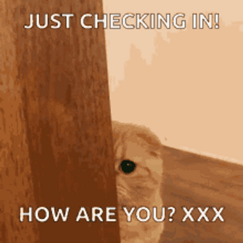 How Are You Just Checking Cat GIF