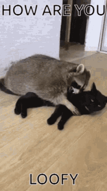 How Are You Raccoon Hugging Cat GIF