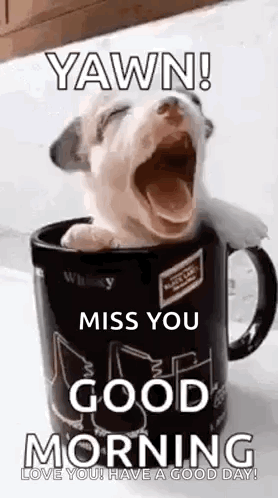 How Could I Not Miss You Good Morning GIF