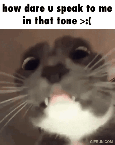 How Dare U Speak to Me Cat