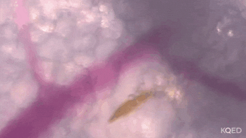 How To Bite Mosquito GIF