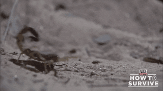How To Survive Scorpion GIF