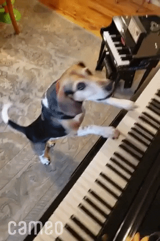 Howl Dog Playing Piano GIF