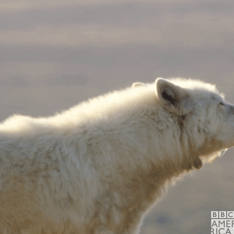Howl White Wolf GIF