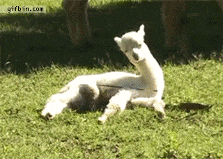 Huacaya Alpaca Fall Asleep GIF