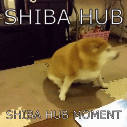 Shiba Hub Moment GIF