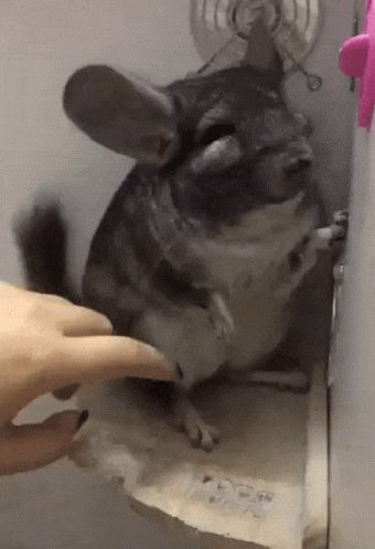Huge Chinchilla Don't Want To Be Disturb GIF