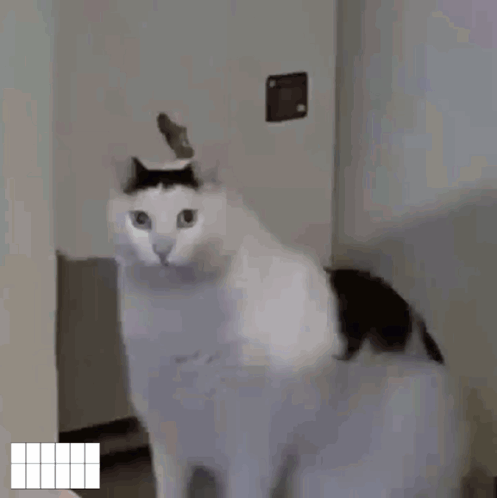 Huge Fat Huh Cat Meme GIF