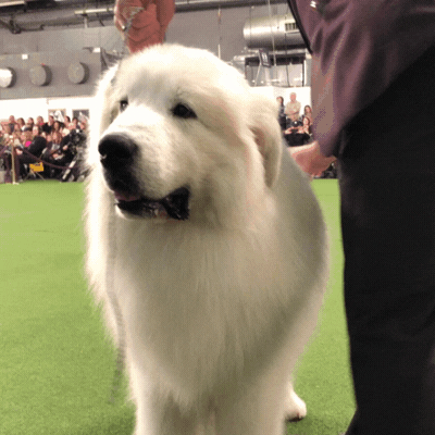 Huge Samoyed Ready For Show GIF