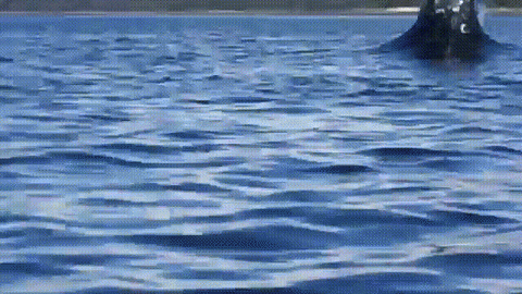 Huge Whale Dive Splash GIF