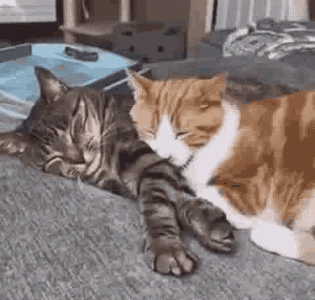 Hugging And Snuggling Cat GIF