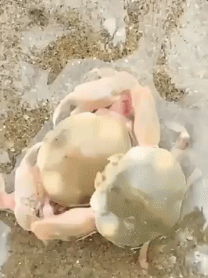 Hugging Cute Crabs GIF