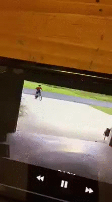 Hugging Dog Cctv Footage GIF