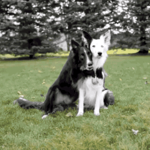 Hugging Dog Friends GIF