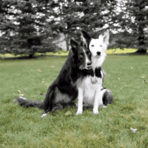 Hugging Dog Pet Animal GIF