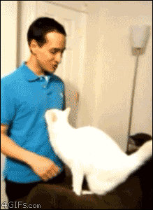 Hugging White Cat GIF