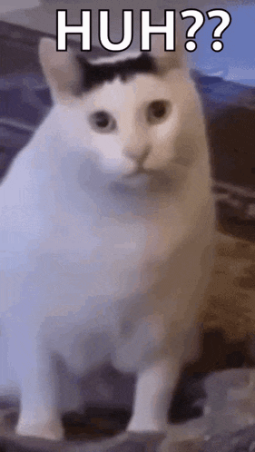 Huh Cat Huh M4rtin Gif GIF