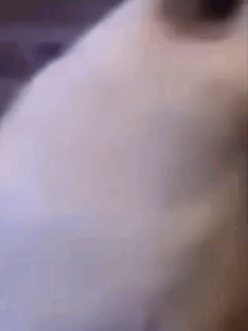 Huh Cat Meme Nod GIF