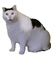 Huh Cat Sticker GIF