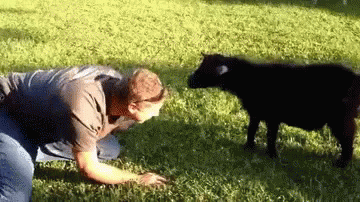 Human And Funny Goat Fight GIF