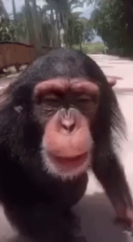 Human And Monkey Kissing Meme GIF