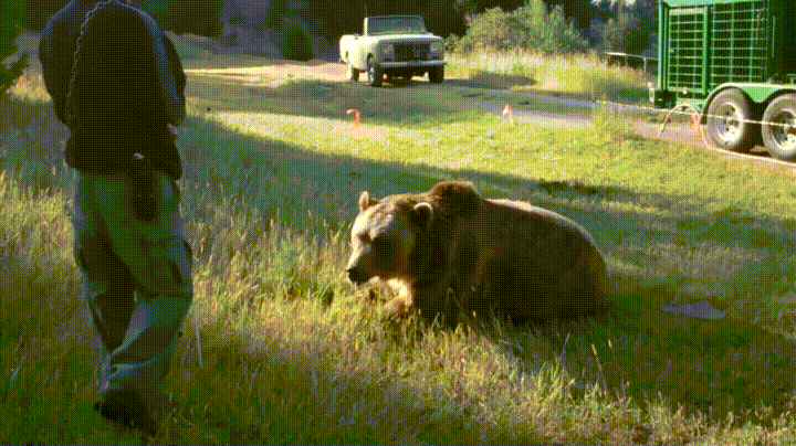 Human And Wild Bear Smooch GIF