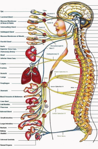 Human Body Diagram With Organs and Connections