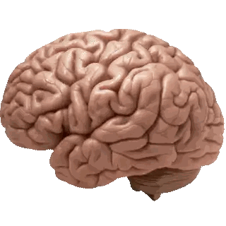Human Brain Model