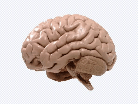 Human Brain Model