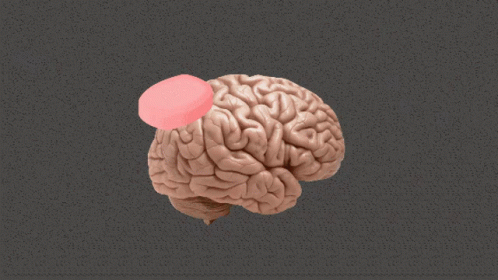 Human Brain Model with Red Circle on Right Side