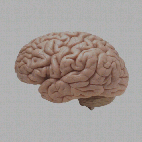 Human Brain GIF