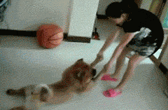 Human Dragging Chow Chow Dog GIF