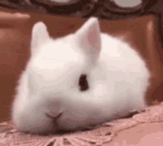 Human Finger Patting Cute Bunny's Head GIF