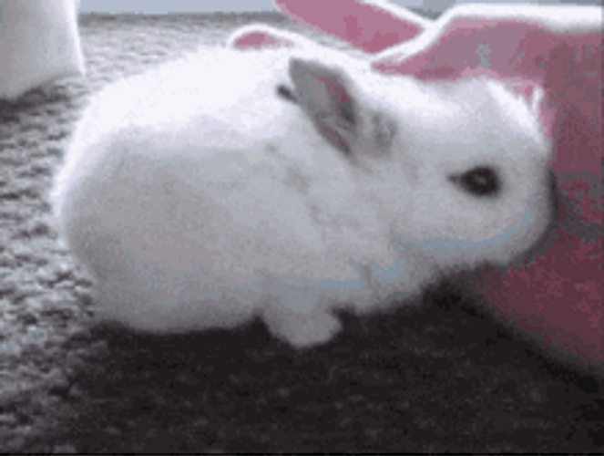 Human Hand Petting Cute White Bunny GIF