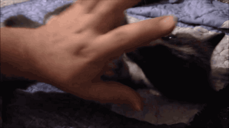 Human Hand Playing With Cute Fox GIF