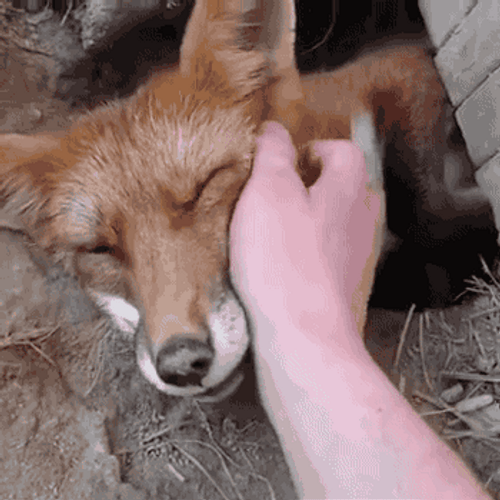 Human Hand Rubbing Cute Fox's Face GIF