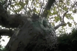 Human Like Insect GIF