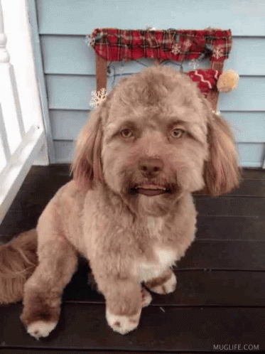 Human Mouth Dog Man GIF